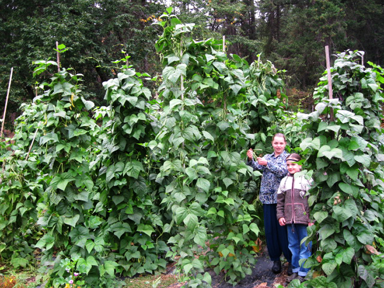 mount sentinel farm beanstalks
