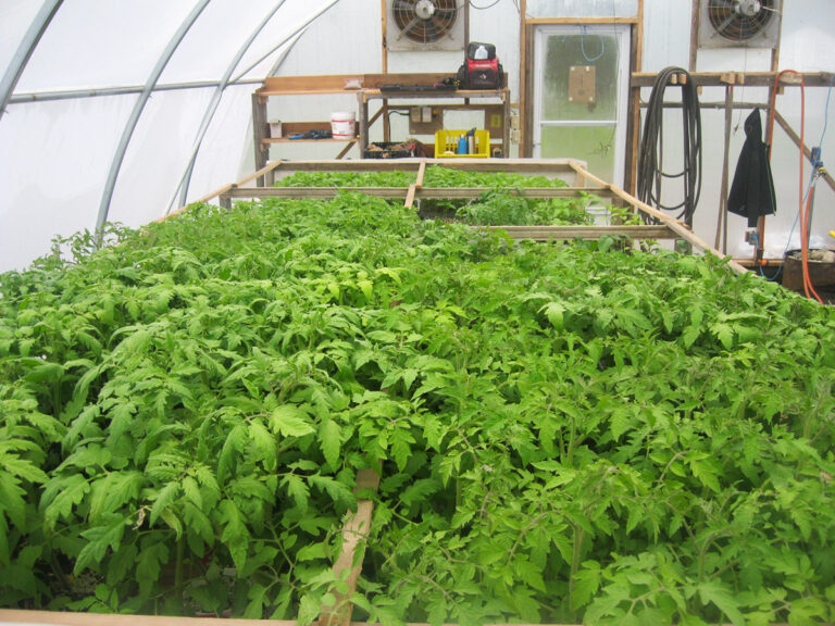 mount sentinel farm germination table 768x576