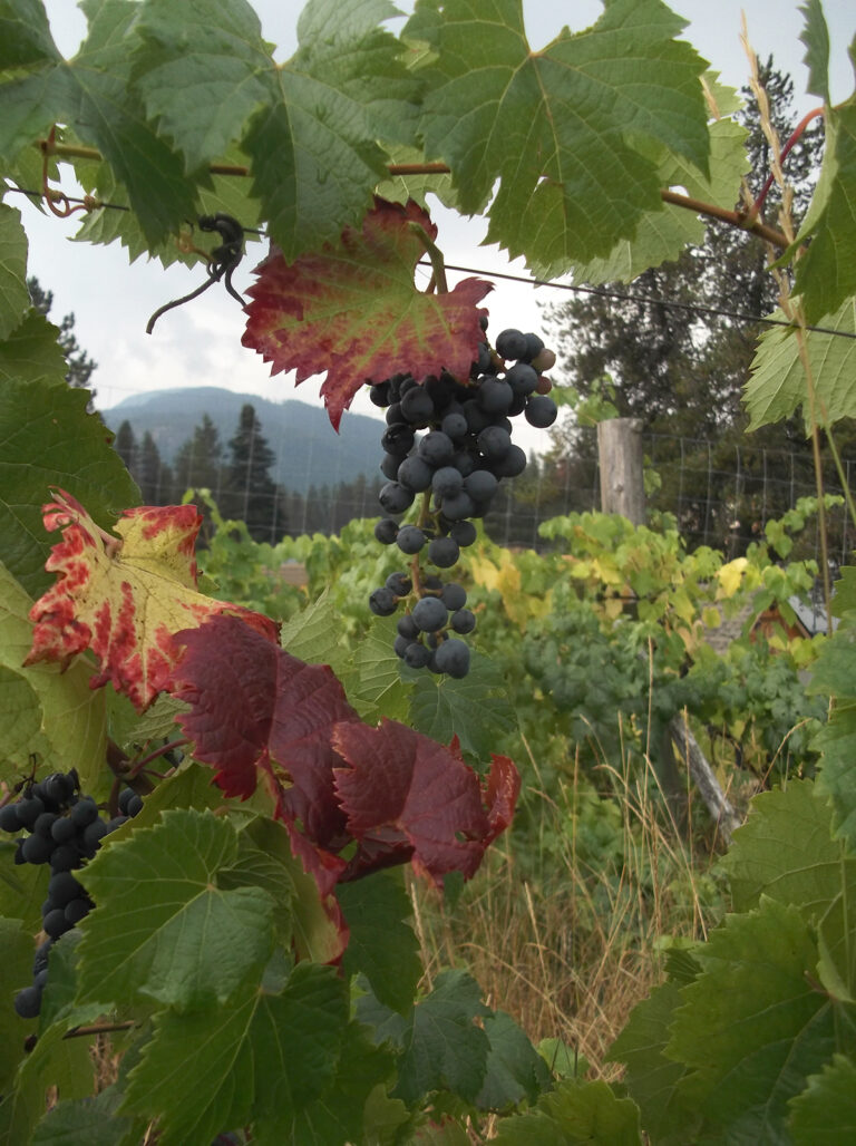mount sentinel farm grapes 768x1028