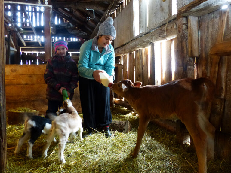 mount sentinel farm kids calf 768x576