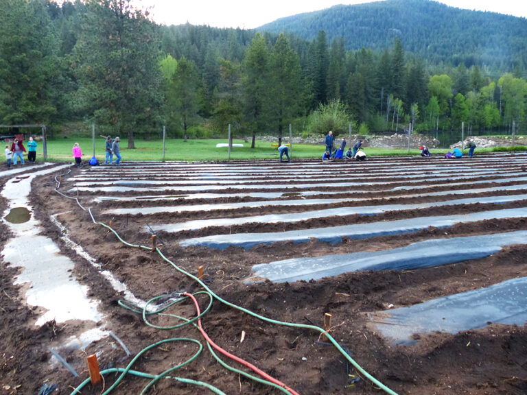 mount sentinel farm onion beds 768x576