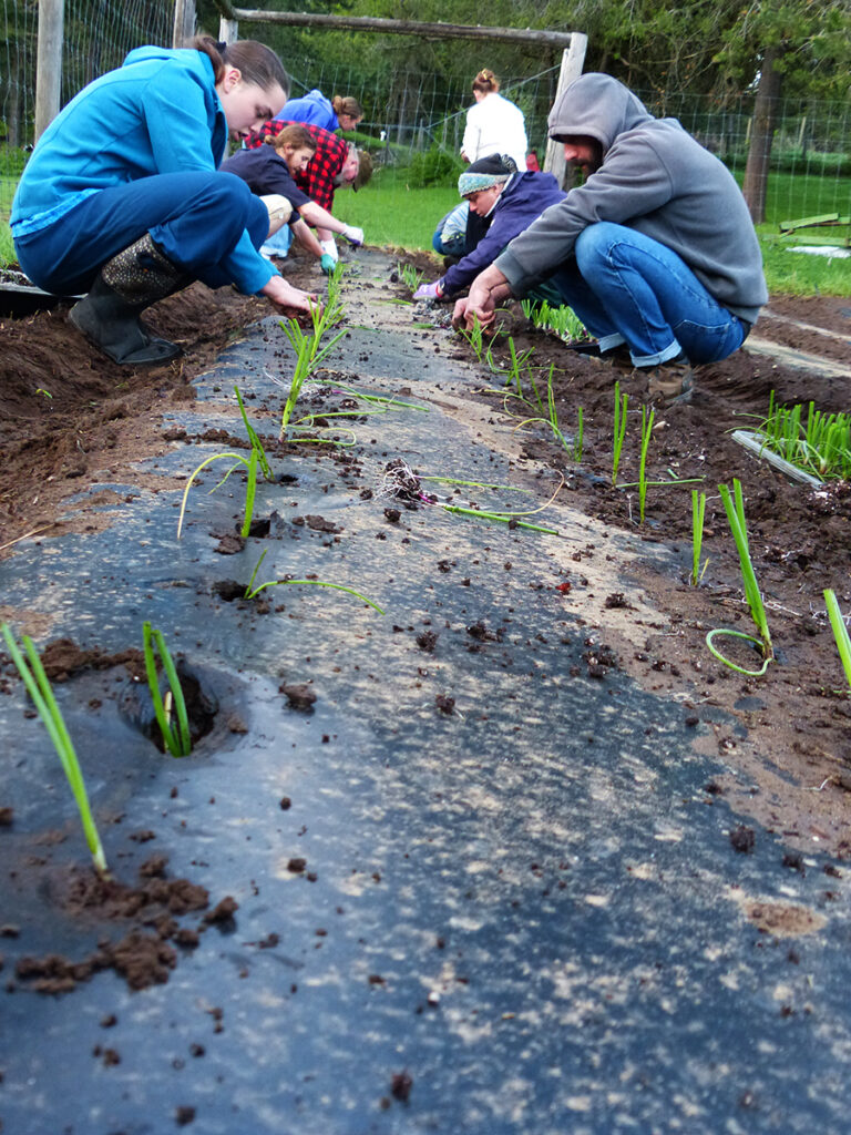 mount sentinel farm onion planting 768x1024
