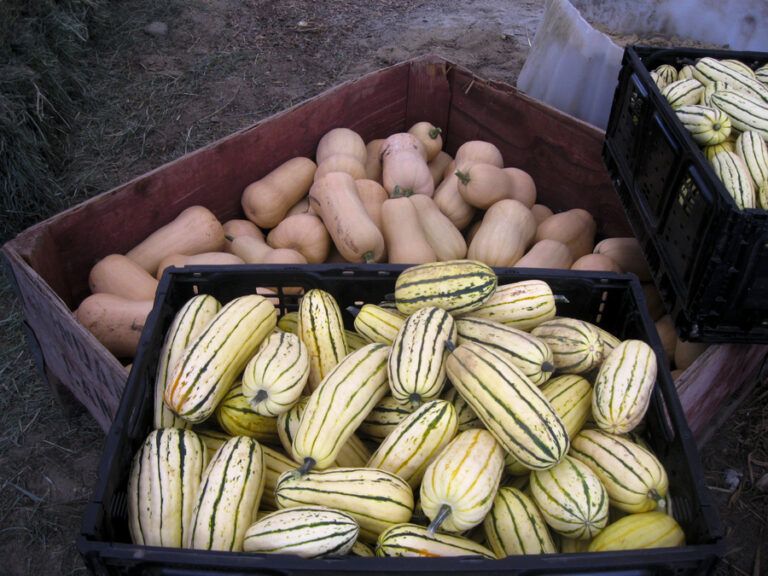 mount sentinel farm squash 768x576