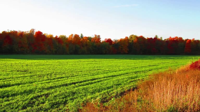 Kingston Community Farm Autumn Field