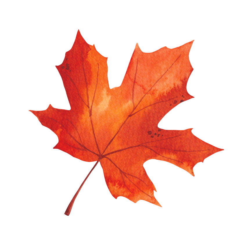 KCF Maple Leaf